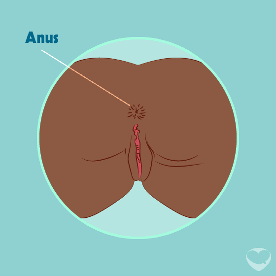 Anus
