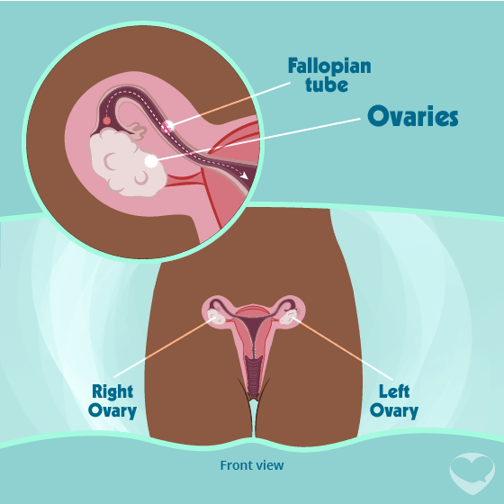 ovaries