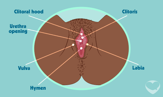 vulva labia clitoris
