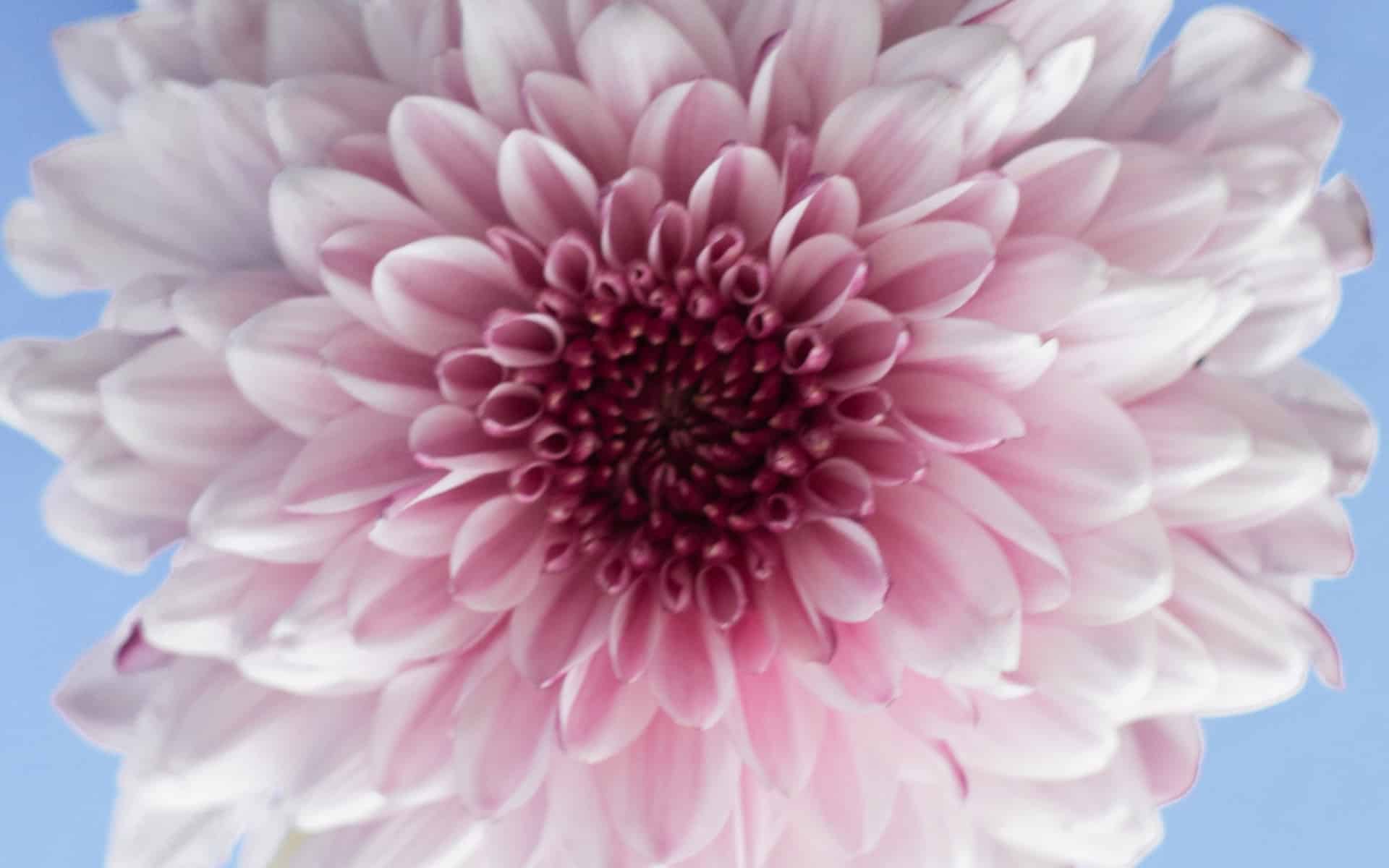 Budding flower to represent puberty in girls
