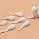 sperm running toward an egg
