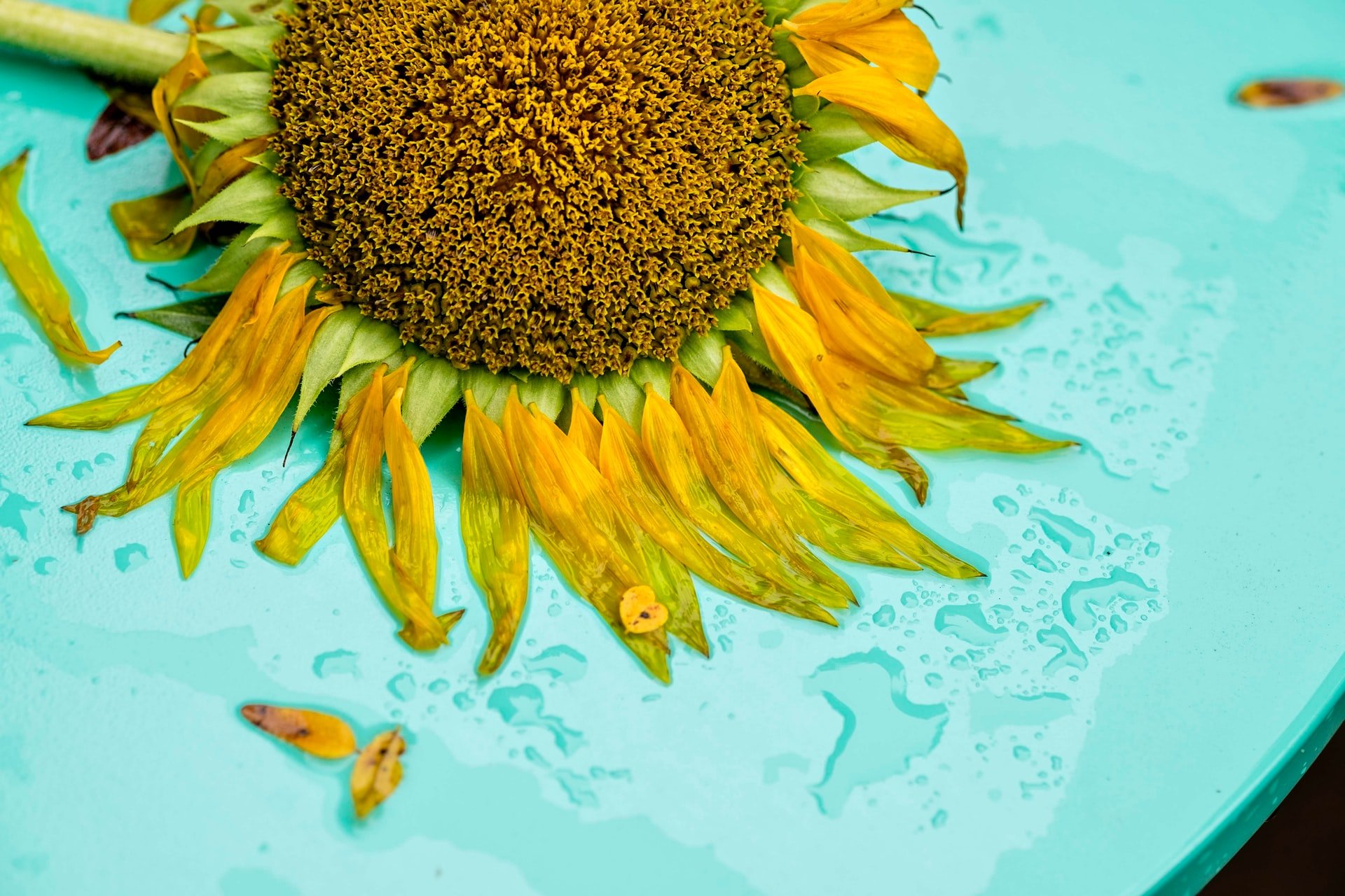 A yellow sunflower that is wet and bedraggled with some petals crushed and missing