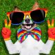 Happy dog with pride scarf, gloves and goggles putting a peace sign
