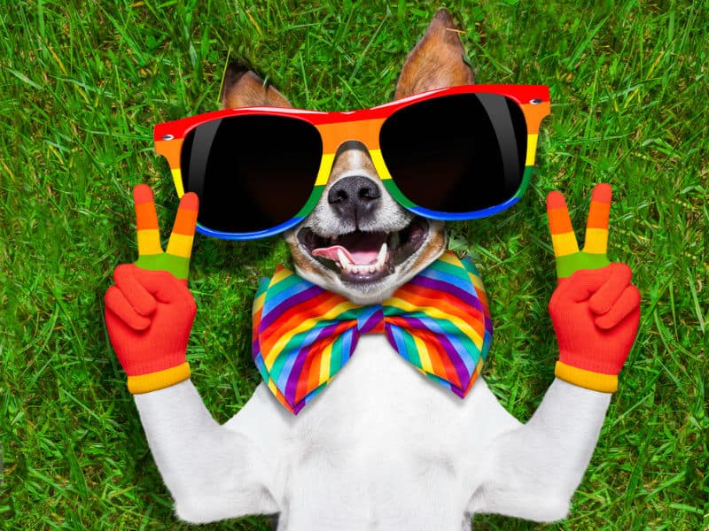 Happy dog with pride scarf, gloves and goggles putting a peace sign