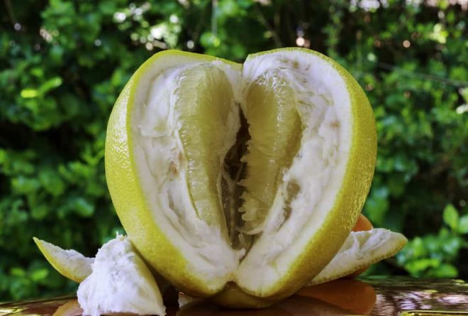 Vagina shapes and sizes: the myths